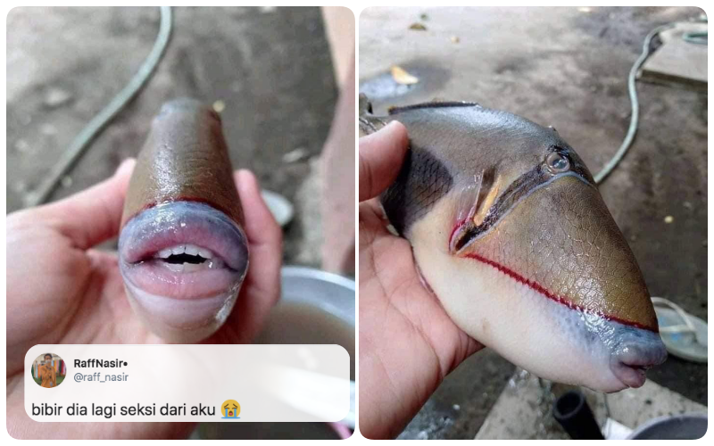 Bikin Heboh Media Sosial, Ini lo Identitas Asli Ikan yang Punya Bibir dan Gigi Mirip Manusia