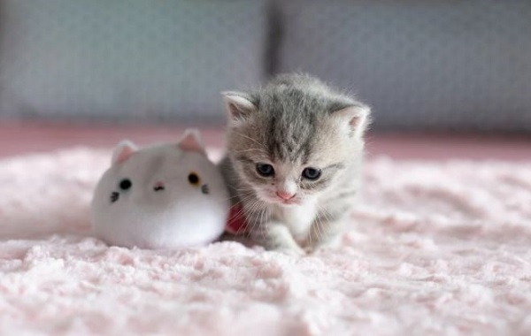 Kucing Spesial