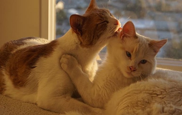 Kucing Imut
