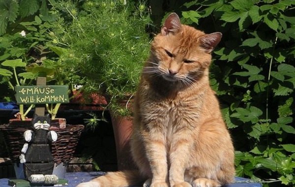 Kucing Oren