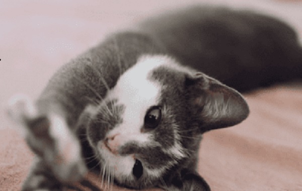 Fakta Kucing