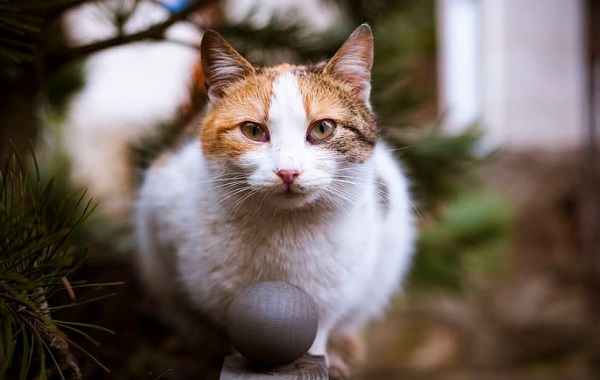Kucing Diam