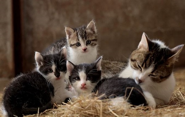 Keluarga Kucing