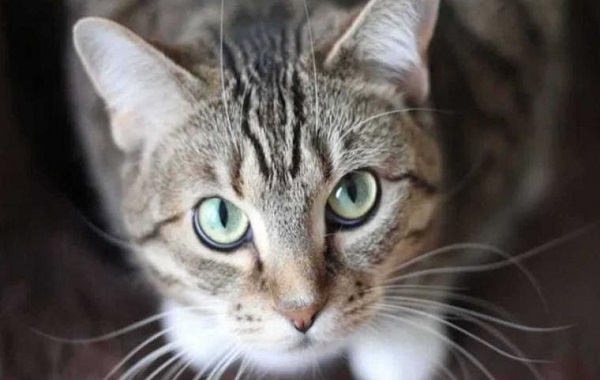 Kucing Mix Dome
