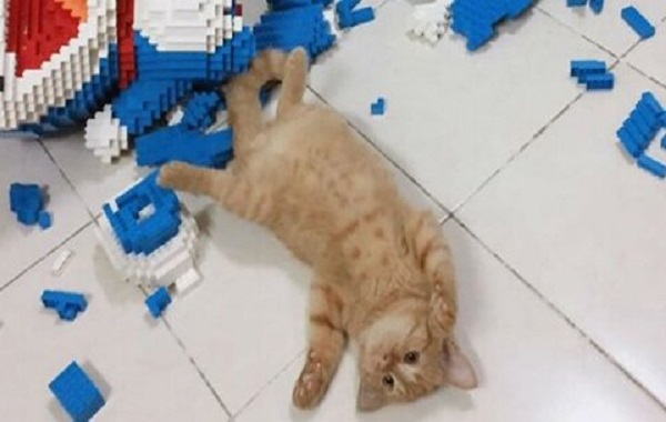 Kucing Bersikap Lucu