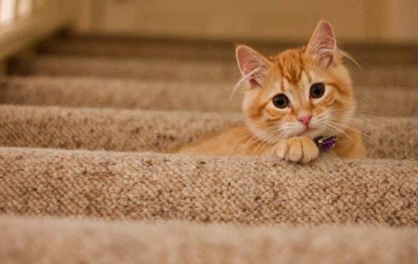 Kucing Malu