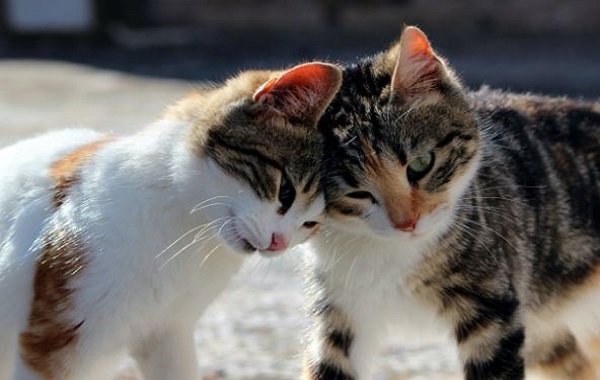 Kucing Perhatian