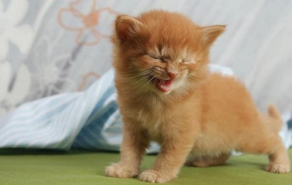 Kucing Tertawa