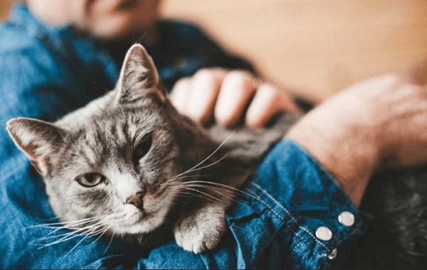 Sentuhan untuk Kucing