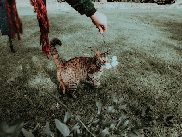 Kucing Gemas. Photo by Flora Westbrook from Pexels