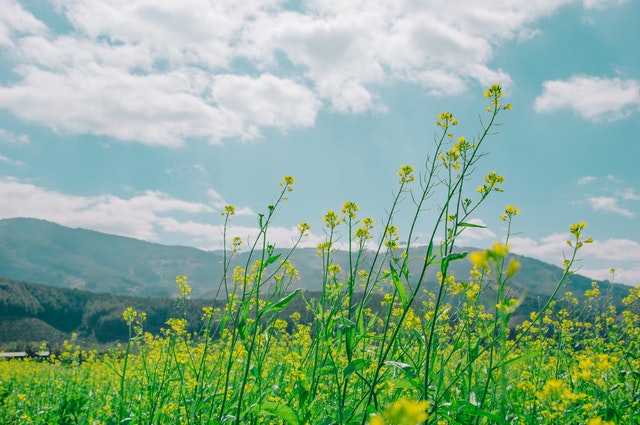 Foto oleh Min An dari Pexels