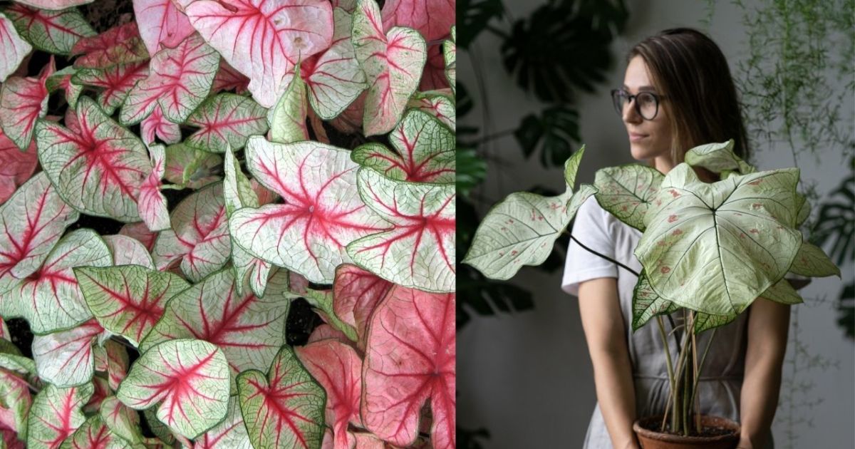 Eksklusif Contoh Hitungan Mulai Bisnis Tanaman Keladi Plus Prediksi Jenisnya Yang Bakal Laris Manis Dijual