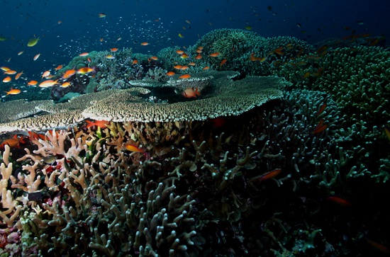 Credit: Tubbataha Reef Photo by q phia on Flickr