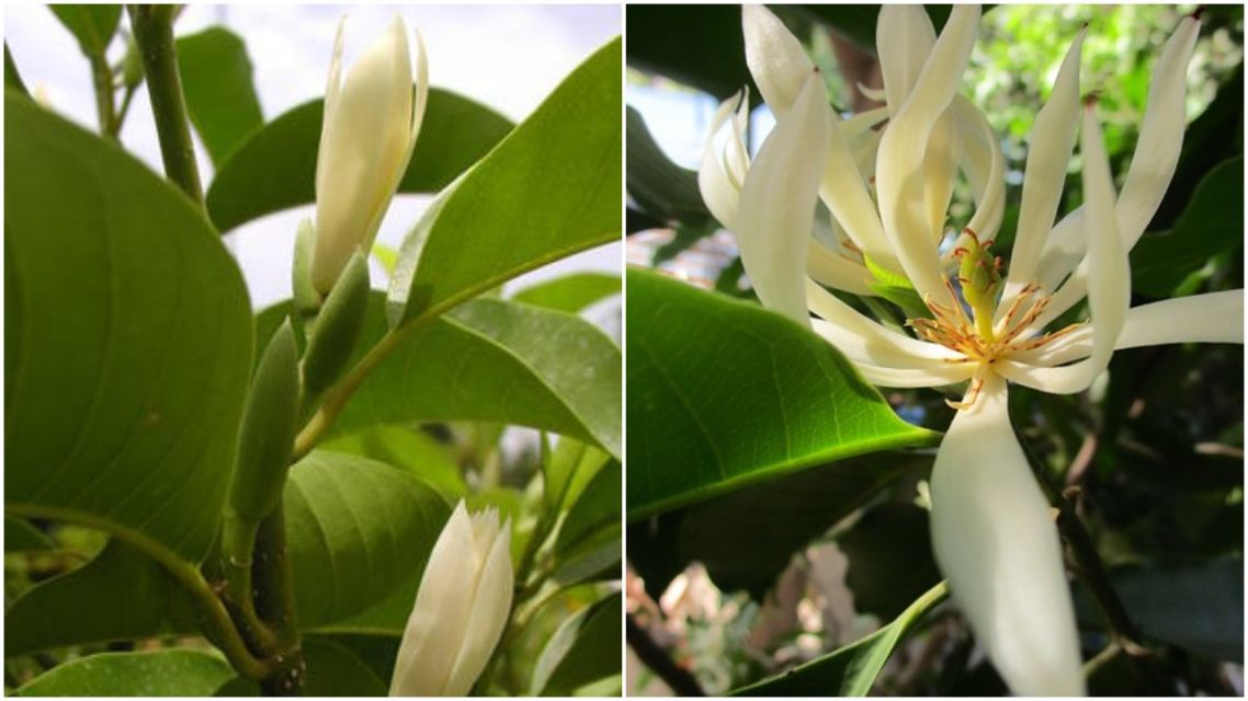 5 Khasiat Bunga Kantil yang Kerap Dianggap Mistis, Nggak