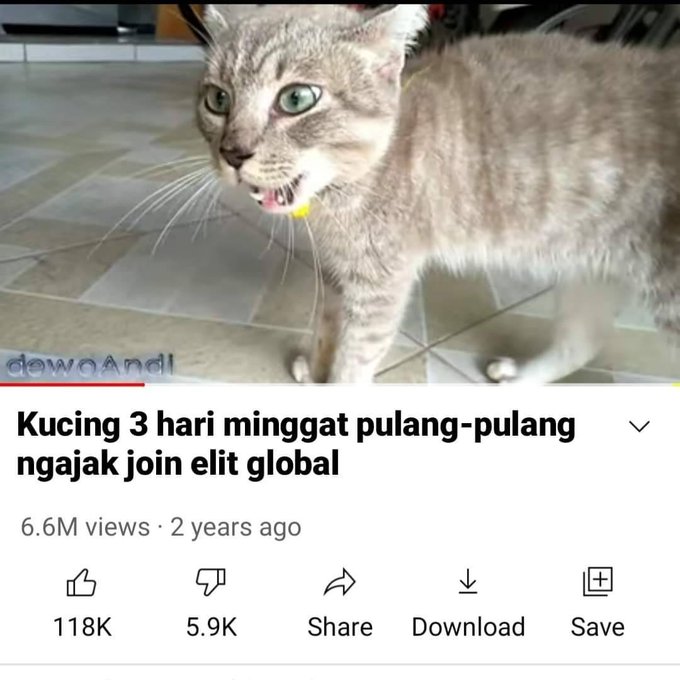 Masih Ingat Tentang Kucing yang Minggat 3 Hari Pulang ...