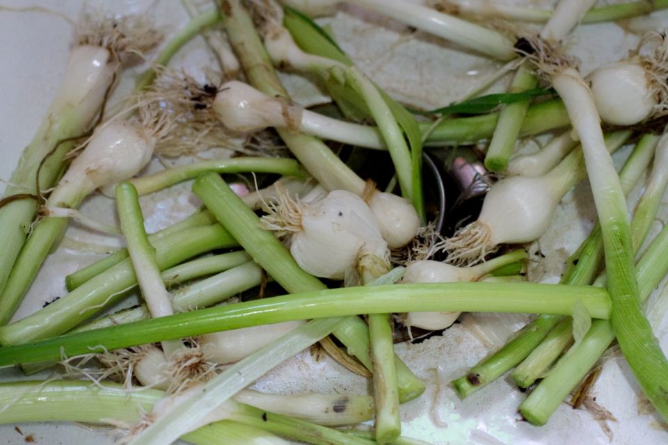 Cara menanam daun bawang sisa dapur