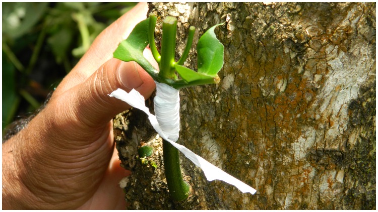 4 Cara Mencangkok Berbagai Tanaman. Lebih Cepat Tumbuh dan Berbuahnya