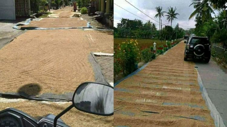 Menilik Kebiasaan Unik Menjemur Gabah di Jalan Umum, Bikin Serba Salah