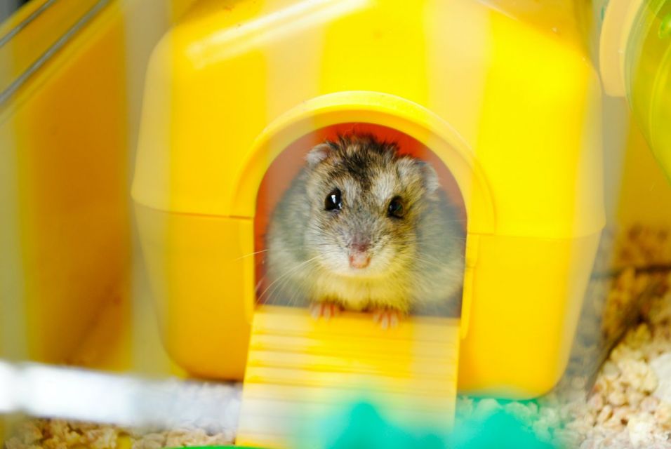 Cara merawat hamster