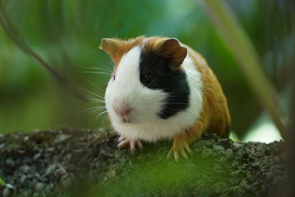 Cara merawat hamster