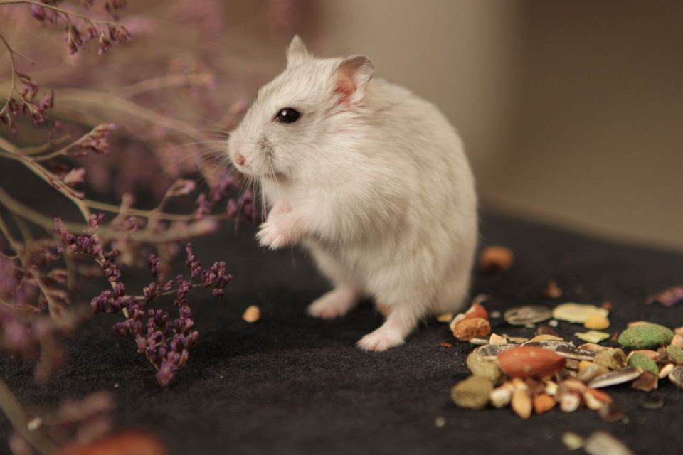 Cara merawat hamster