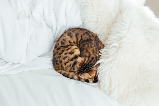 Kucing tidur/Photo by Paul Hanaoka