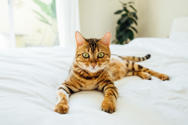Kucing bermotif macan/Photo by Paul Hanaoka