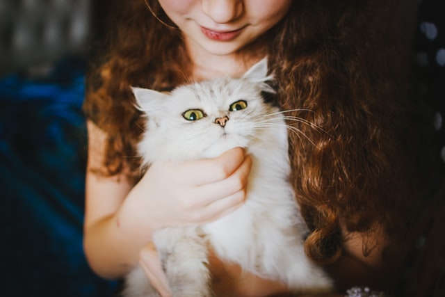 Ilustrasi kucing lucu/Photo by Veronika Homchis