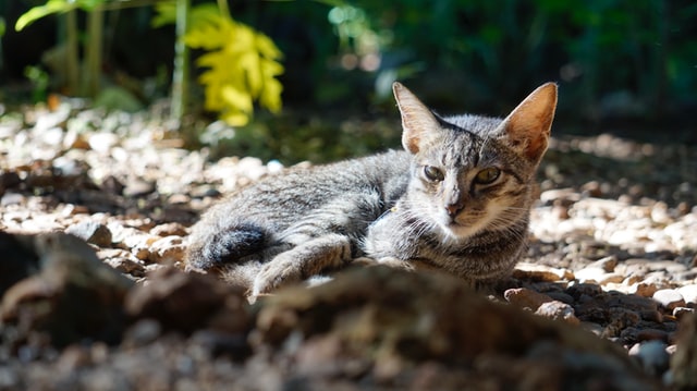Kucing di alam/Photo by Vinnie