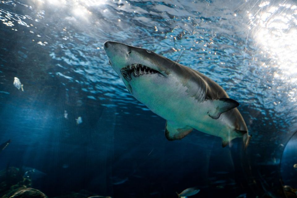 Squalene berasal dari hati ikan hiu