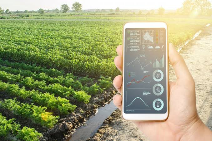 Prospek Moncer Agribisnis Sayur Batang: Lestarikan Kearifan, Raih Keuntungan